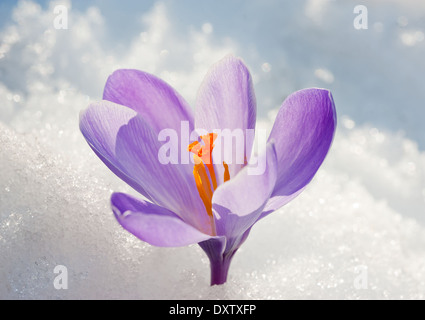 Fleur de crocus violet sur la neige Banque D'Images