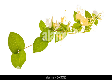 Branche de chèvrefeuille avec des fleurs blanches et vertes feuilles isolées sur fond blanc Banque D'Images