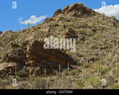 Scène du désert, Sabino Canyon, Tucson, Arizona, USA Banque D'Images