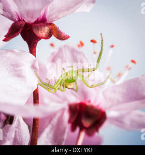 Le crabe vert, Diaea dorsata araignée, macro Banque D'Images