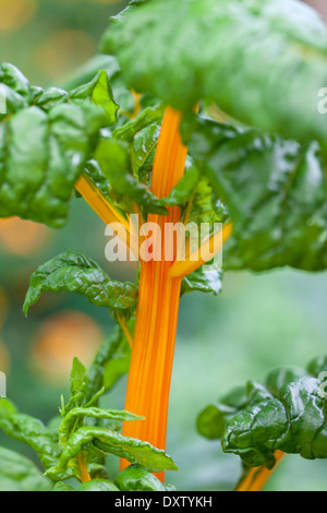 Close up of Leaf orange - Betteraves Blettes poussant dans un jardin potager Banque D'Images