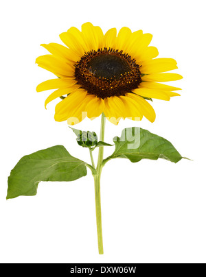 Découper les feuilles de tournesol avec isolated on white Banque D'Images