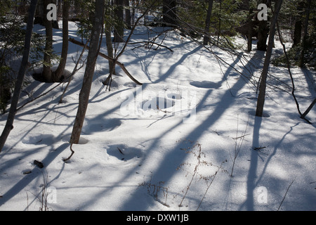 Les arbres projettent de grandes ombres d'hiver sur la neige sous le soleil d'après-midi jour de la Nouvelle-Angleterre avec des cercles d'empreintes humaines. Banque D'Images
