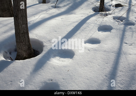 Les arbres projettent de grandes ombres d'hiver sur la neige sous le soleil d'après-midi jour de la Nouvelle-Angleterre avec des cercles d'empreintes humaines. Banque D'Images