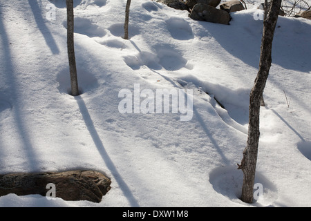 Les arbres projettent de grandes ombres d'hiver sur la neige sous le soleil d'après-midi jour de la Nouvelle-Angleterre avec des cercles d'empreintes humaines. Banque D'Images