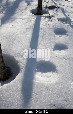 Les arbres projettent de grandes ombres d'hiver sur la neige sous le soleil d'après-midi jour de la Nouvelle-Angleterre avec des cercles d'empreintes humaines. Banque D'Images