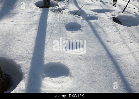 Les arbres projettent de grandes ombres d'hiver sur la neige sous le soleil d'après-midi jour de la Nouvelle-Angleterre avec des cercles d'empreintes humaines. Banque D'Images