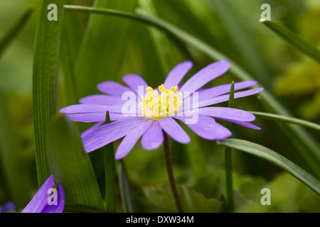 Anemone blanda dans une fleur de printemps frontière. Banque D'Images