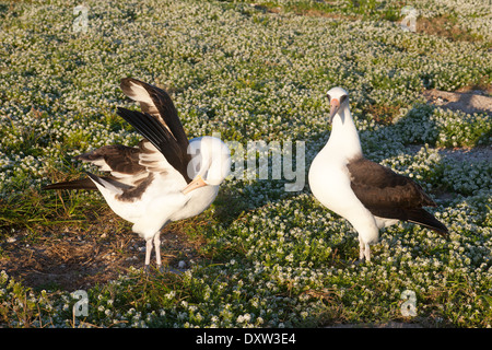 Laysan Albatrosses (Phoebastria immutabilis) WiNG-tuck, partie de la danse de l'oiseau de la cour dans Papahanaumokuakea Marine National Monument. Banque D'Images