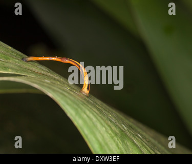 Tiger Leech (Haemadipsa picta) locomotion, à l'aide de ventouses aux deux extrémités du corps de se déplacer le long d'une forêt à feuilles nuit Banque D'Images