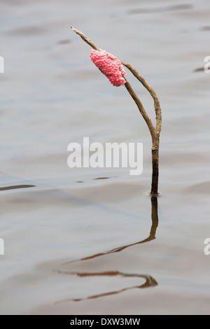 Œufs d'escargot de pomme doré (Pomacea canaliculata) dans un étang agricole hawaïen, alias canalisé la caille de pomme Banque D'Images