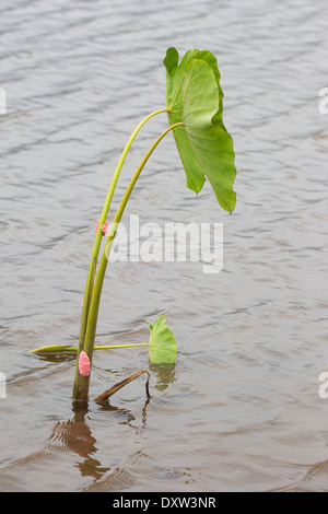 Oeufs d'escargot de pomme doré (Pomacea canaliculata) sur la plante taro (Colocasia esculenta) dans l'eau Banque D'Images