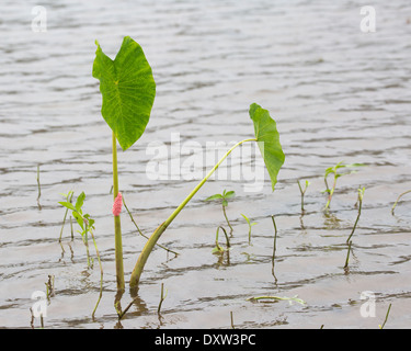 Œufs d'escargot de pomme doré (Pomacea canaliculata) sur la plante taro (Colocasia esculenta) dans l'étang Banque D'Images