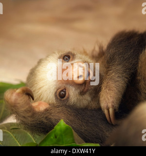 Hoffmann bébé Deux-toed Sloth (Choloepus hoffmanni) à la paresse Sanctuaire de Costa Rica Banque D'Images