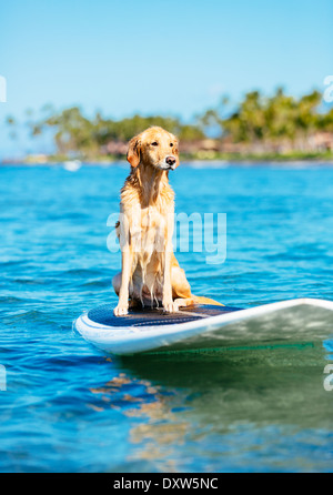 Surf, chien heureux jeune Golden Retriever sur planche de surf Banque D'Images