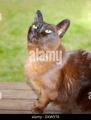 Personnes âgées Brown cat Birman Banque D'Images