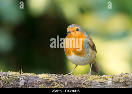 European Robin (Erithacus rubecula aux abords) debout sur un journal moussu Banque D'Images