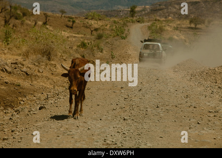 Vache cornes marcher sur le côté de la route poussiéreuse avec 4RM éthiopienne en arrière-plan Banque D'Images