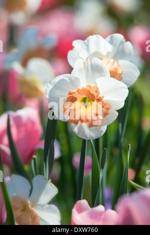 Fleurs de la jonquille au printemps en fleurs. Tulipe rose sur l'arrière-plan. Banque D'Images