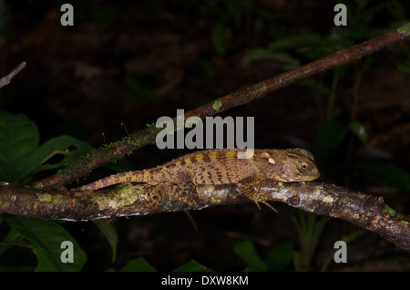 Un très jeune Dragon de la forêt amazonienne (Enyalioides laticeps) dormir sur une fine branche dans le bassin de l'Amazone au Pérou. Banque D'Images