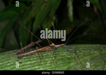 Une paire de bâtons de marche (phasmides) sur une feuille verte dans la nuit dans le bassin de l'Amazone au Pérou. Banque D'Images