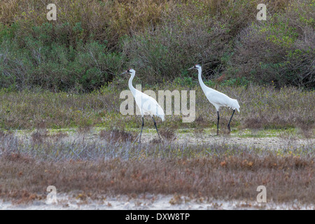 La grue de Aransas Pass National Wildlife Refuge, leur refuge d'alimentation d'hiver. Banque D'Images