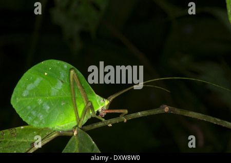 Katydid nocturne ressemblant à une feuille morte dans la forêt amazonienne à Loreto, le Pérou. Banque D'Images