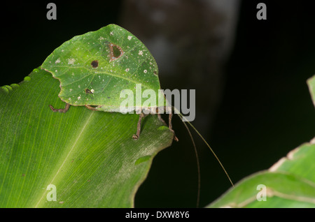 Katydid nocturne ressemblant à une feuille morte dans la forêt amazonienne à Loreto, le Pérou. Banque D'Images