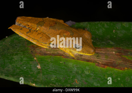 Une carte (Treefrog Hypsiboas geographicus) dormir sur une feuille dans la nuit dans la forêt amazonienne au Pérou. Banque D'Images