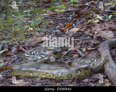 Un anaconda vert (Eunectes murinus) sur le sol de la forêt dans le bassin de l'Amazone au Pérou. Banque D'Images