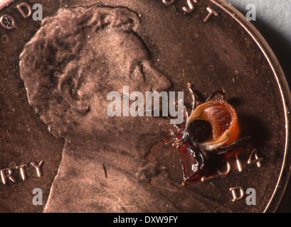 Roseburg, Oregon, USA. Mar 31, 2014. Un backlegged morts et sanglante tick, également connu sous le nom de deer tick, rampe sur la surface sur un penny. La tique a été tiré à partir de la peau d'un chien dans une maison près de Roseburg. En raison d'un hiver doux dans l'ouest de l'Oregon, la population de tiques semble être ce printemps en plein essor. Les tiques à pattes noires sont connues pour transporter la maladie de Lyme et autres maladies transmises par les tiques. /ZUMAPRESS.com/Alamy Loznak © Robin Live News Banque D'Images