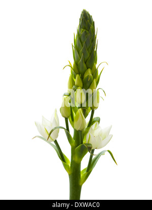 Floraison blanche Ornithogalum isolés spike Banque D'Images