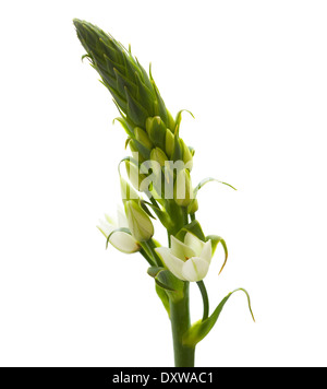 Floraison blanche Ornithogalum isolés spike Banque D'Images