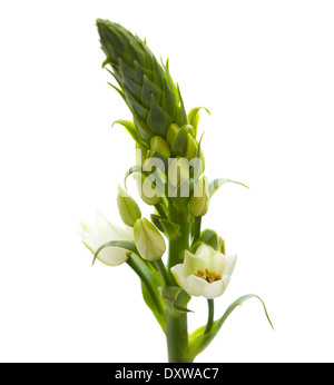 Floraison blanche Ornithogalum isolés spike Banque D'Images