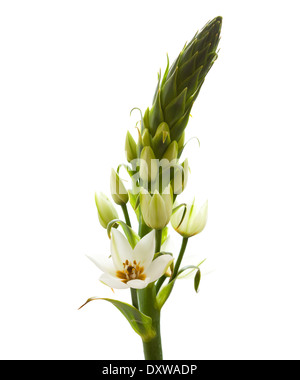 Floraison blanche Ornithogalum isolés spike Banque D'Images