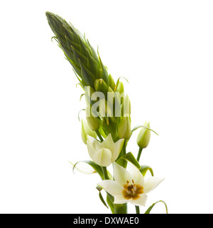 Floraison blanche Ornithogalum isolés spike Banque D'Images