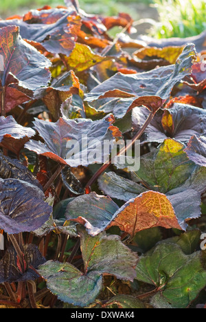 Ligulaire dentata 'Britt-Marie Crawford' le feuillage. Plantes vivaces, printemps, mai. Close up portrait of vert/orange/rouge sombre feuillage. Banque D'Images