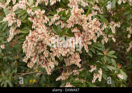 Japanese Pieris japonica en fleurs ou le muguet bush au printemps Banque D'Images