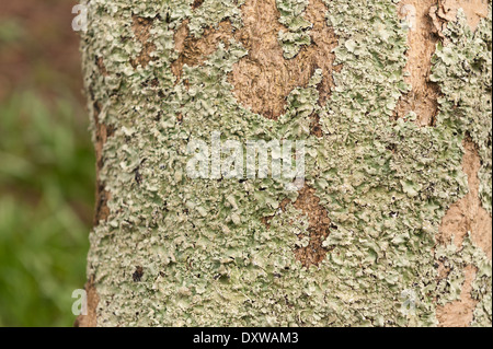 Les lichens foliacés anneau rond patch patches sur l'écorce d'un arbre de vie avec des traînées d'algues orange tronc vers le bas Banque D'Images