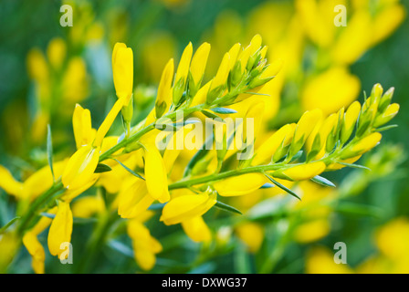 Close up of Genista tinctoria, Dyer's Greenweed. Plante vivace, juin, l'été. Fleurs jaune vif. Banque D'Images