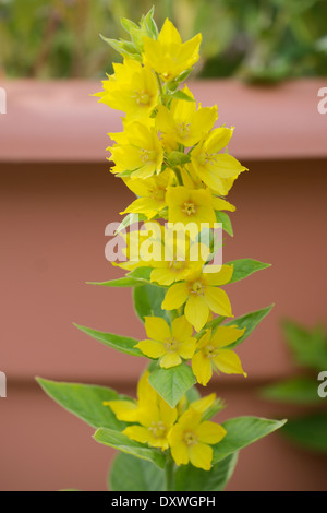 Lysimachia vulgaris, jaune Salicaire, Pays de Galles, Royaume-Uni Banque D'Images