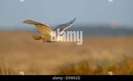 Le harfang des neiges (Bubo scandiacus), femme, volant au-dessus de sa zone d'hiver, lumière du soir, Vlieland, West Frisian Islands Banque D'Images