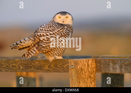 Le harfang des neiges (Bubo scandiacus), femme reposant sur une clôture en bois dans son salon d'hiver, lumière du soir, Vlieland, West Frisian Islands Banque D'Images