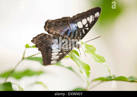 Clipper Blue Butterfly (Parthenos sylvia lilacinus), Thuringe, Allemagne Banque D'Images