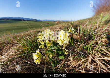 Oxlip (Primula elatior), Königsdorf, Haute-Bavière, Bavière, Allemagne Banque D'Images