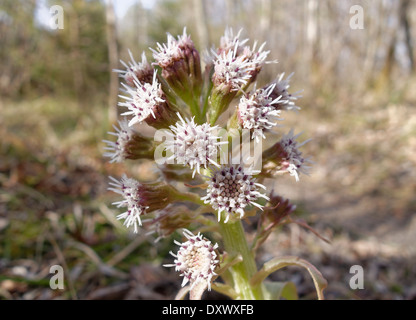 Pétasite blanc (Petasites albus), Isarauen, Bavière, Allemagne Banque D'Images