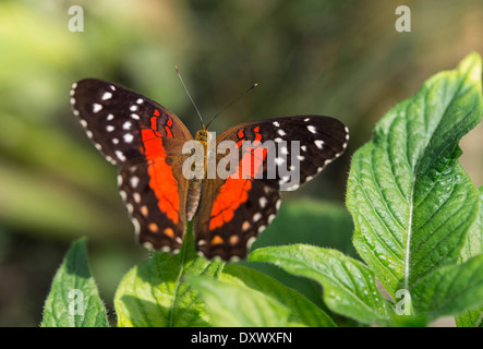 Brown Peacock ou Scarlet Peacock (Anartia amathea), captive, Munich Banque D'Images