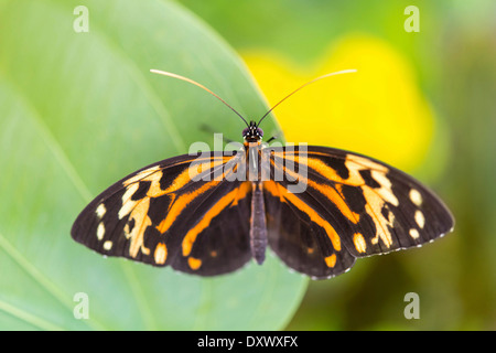 Heliconius xanthocles papillon, assis sur feuille, captive, Munich Banque D'Images