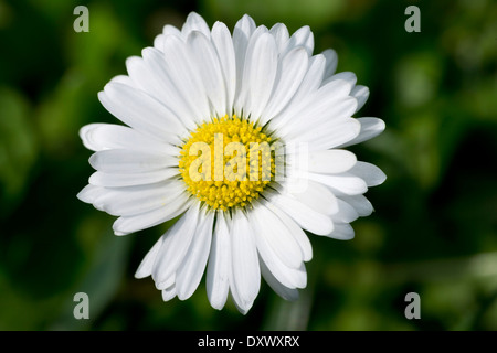 Bellis perennis (Daisy), Bade-Wurtemberg, Allemagne Banque D'Images