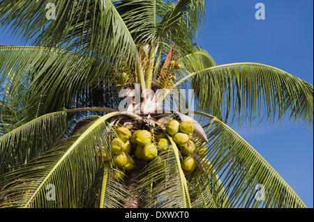 Coco sur un cocotier (Cocos nucifera), Mae Nam Beach, Ko Samui, Thaïlande Banque D'Images